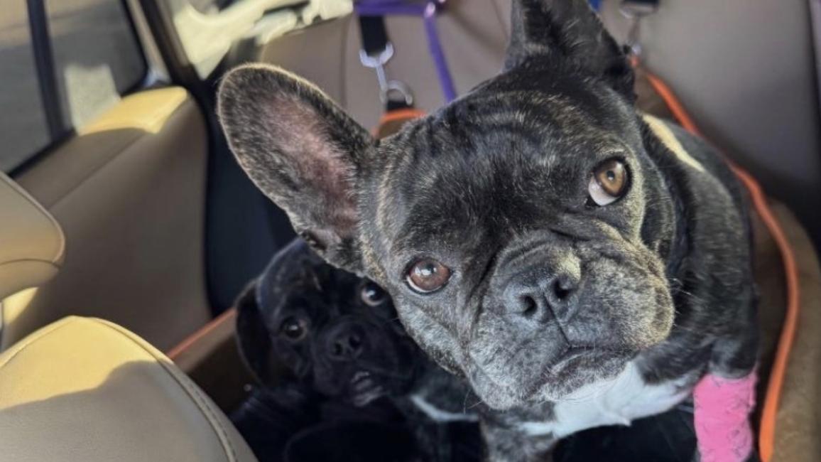 Two black dogs in the back of a vehicle