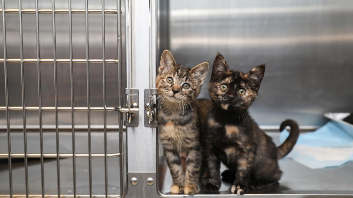California Animal Welfare Funders Collaborative awards $200,000 in grants to animal shelters across the state