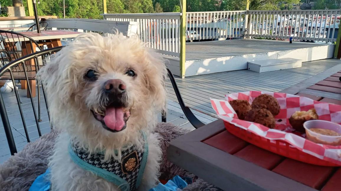 Cream Puff the dog smiling with tongue out, next to a tray of food