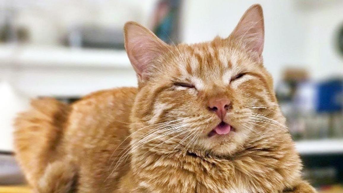 Orange tabby cat with eyes closed and tongue sticking partly out