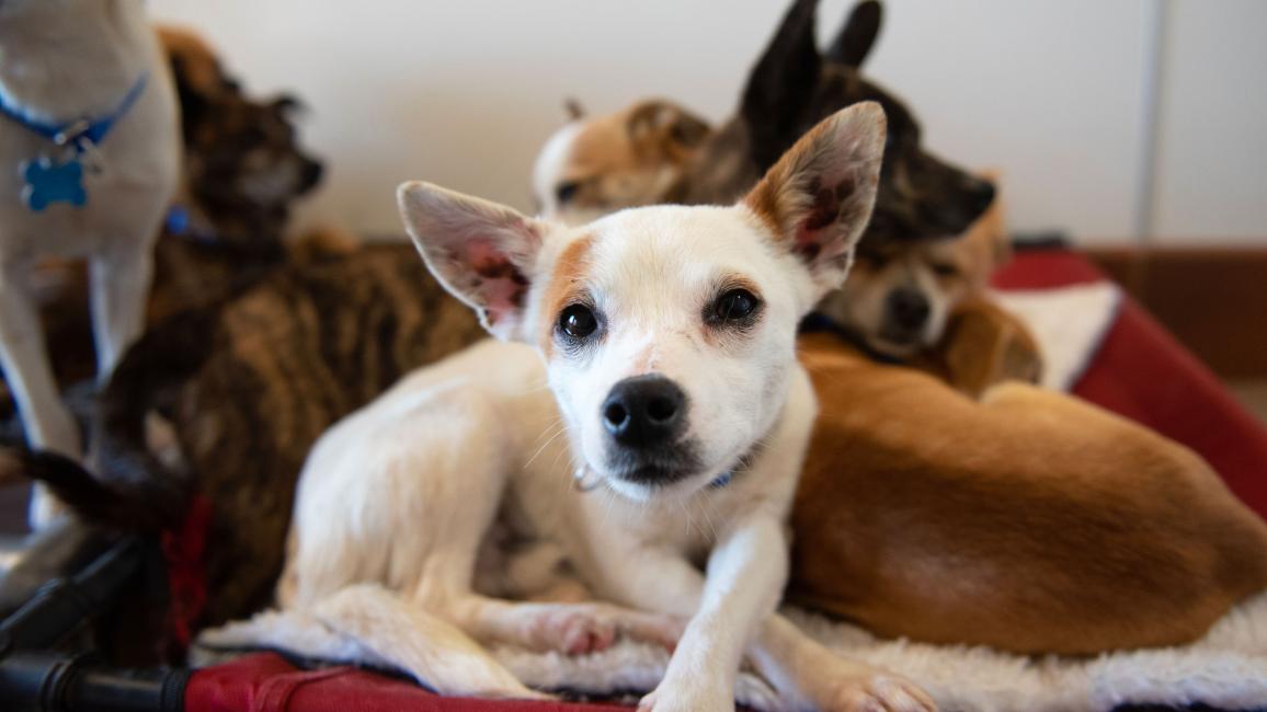 Several dogs snuggling together on a dog bed