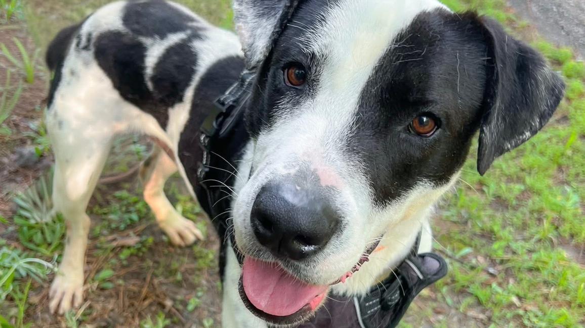Diesel, a black and white dog, standing on some grass