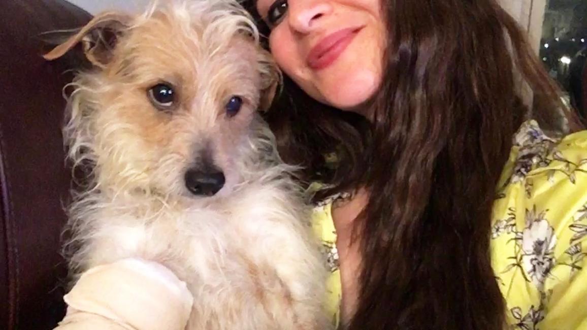 Hutch the dog, wearing his cast, being held by a smiling person