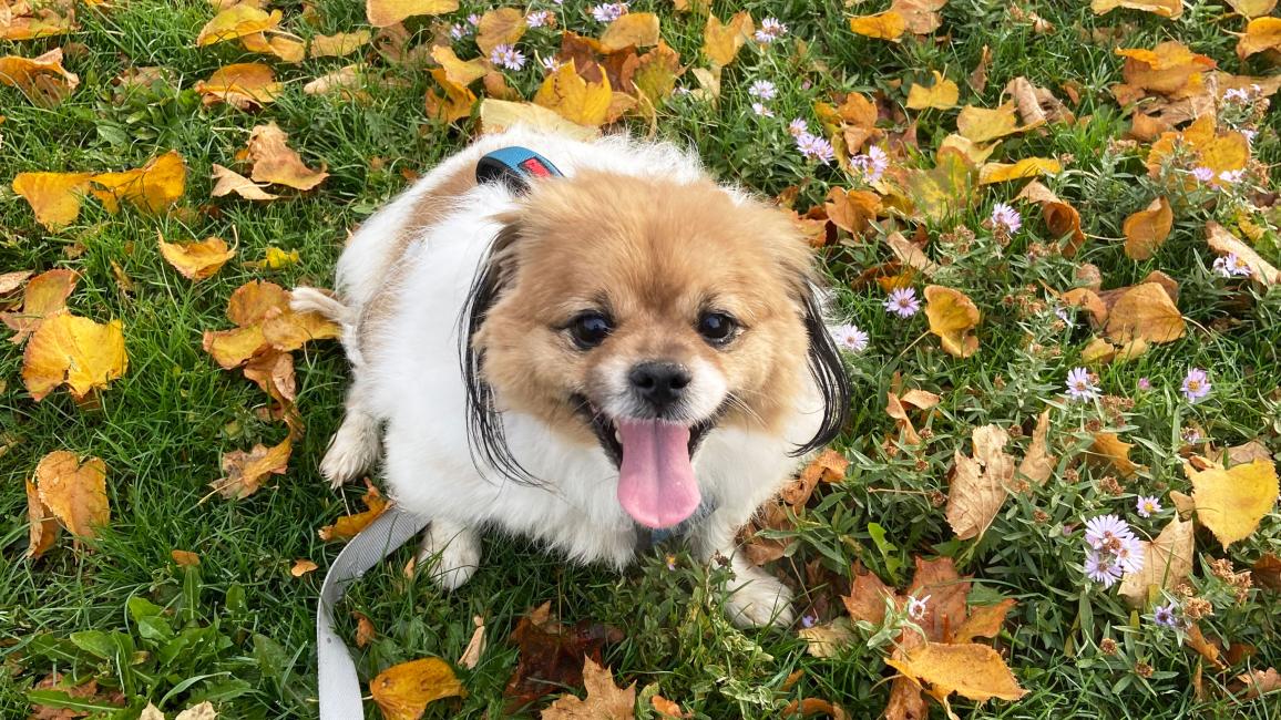 Gouda the Pekingese mix dog in the grass surrounded by fallen leaves