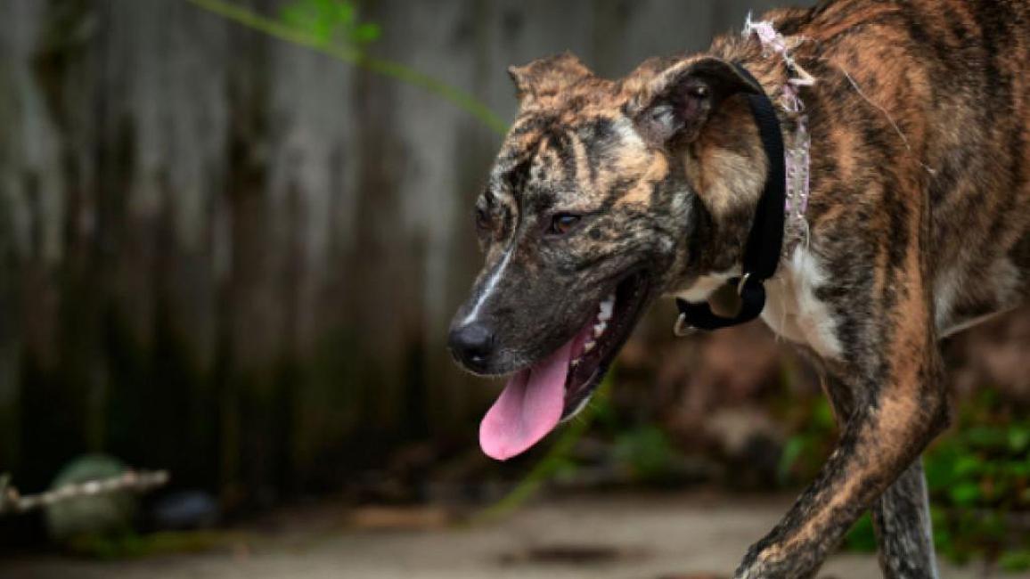 Quincy the dog walking in front of a fence