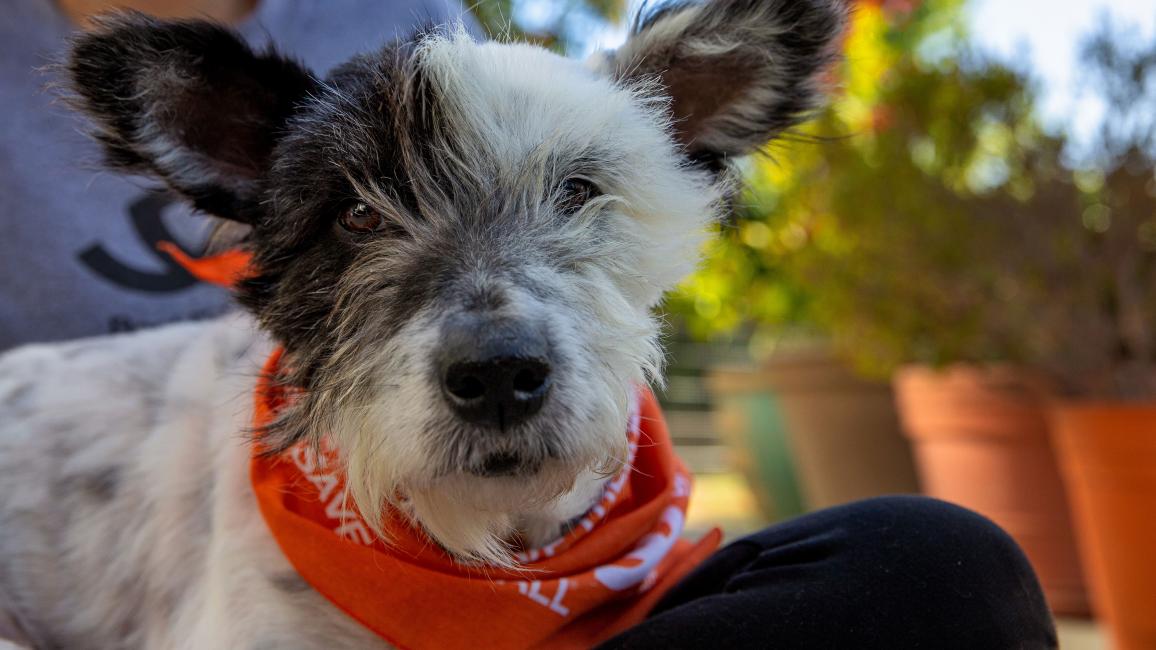 Sherman the dog wearing an orange bandanna and in a person's lap