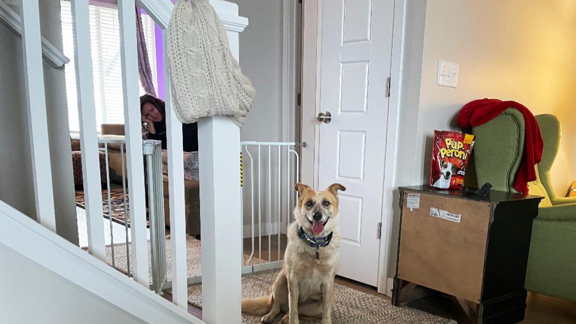Skelly the dog at the bottom of the stairs