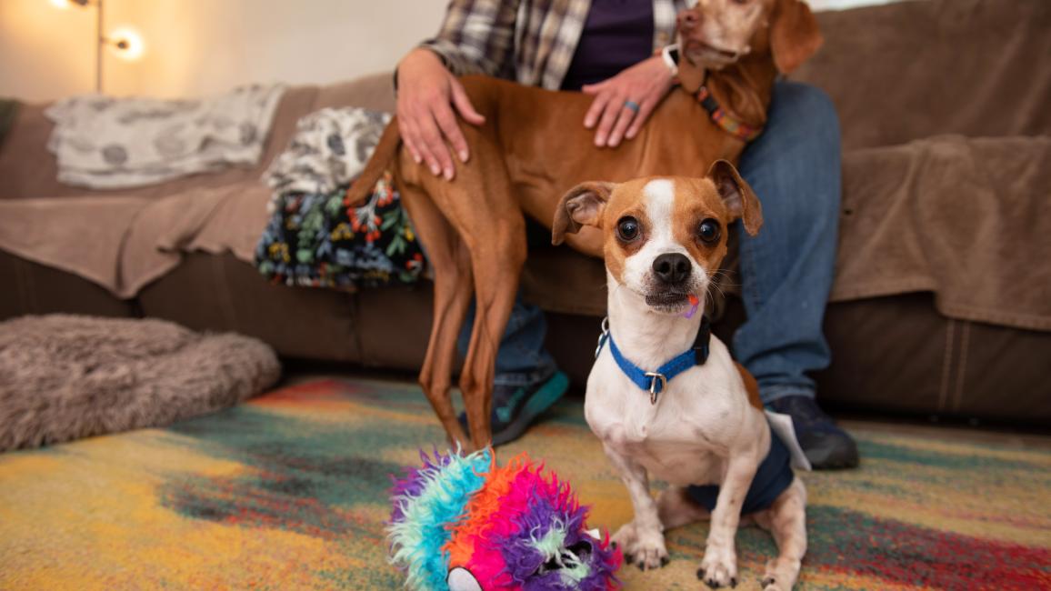 RoiLie the dog with a little fluff in his mouth from a multicolored toy, with another dog and person sitting on a couch behind him
