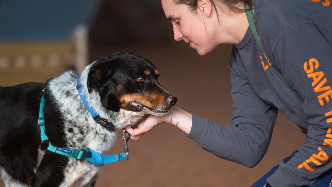 Person scratching the chin of Cash the dog