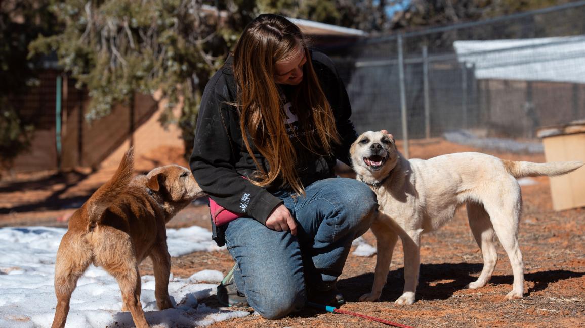 Person petting Butterfly the dog while Dorian the dog watches