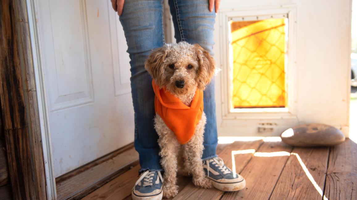 Edna the poodle wearing an orange bandanna standing between a person's legs