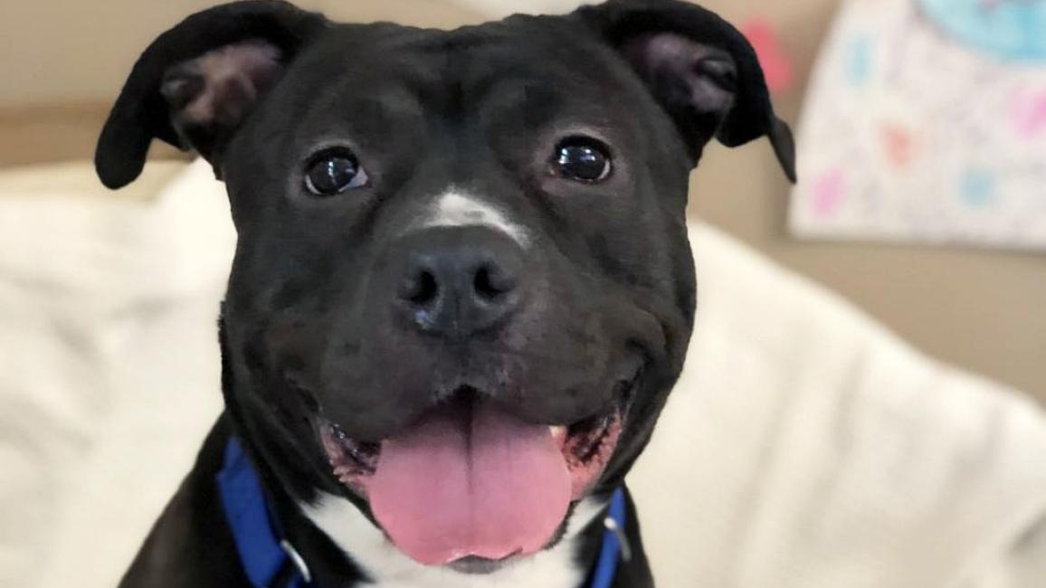 Frannie the black and white dog with her mouth smiling with pink tongue out