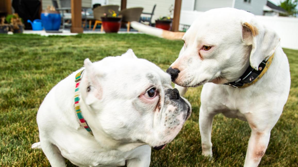 Honey and Hambone the dogs looking at each other nose-to-nose