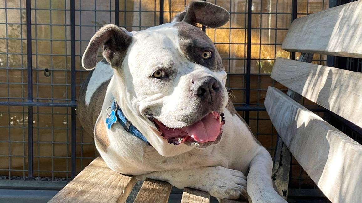 Hulk the dog lying on a wooden bench, smiling