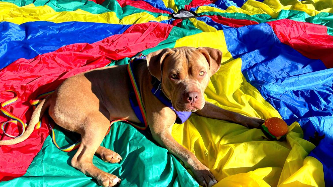 Jake the dog lying on a multi-colored parachute