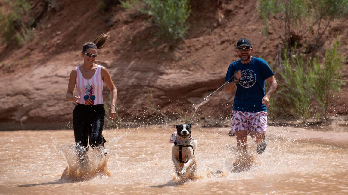 Paige the dog running in a creek with two people
