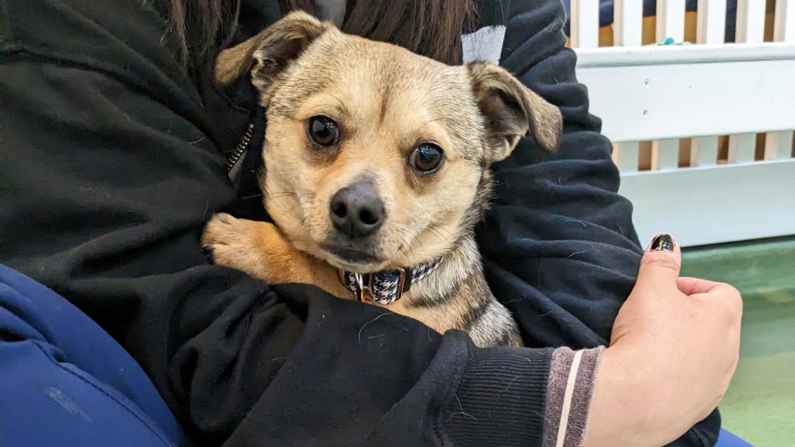 Jax the dog in a person's lap while being cradled in her arms