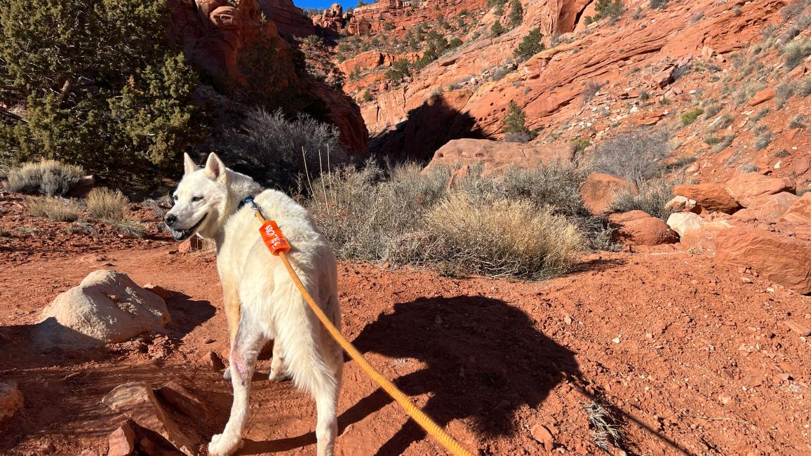 Jovie the dog out on a walk on a path by red rock cliffs