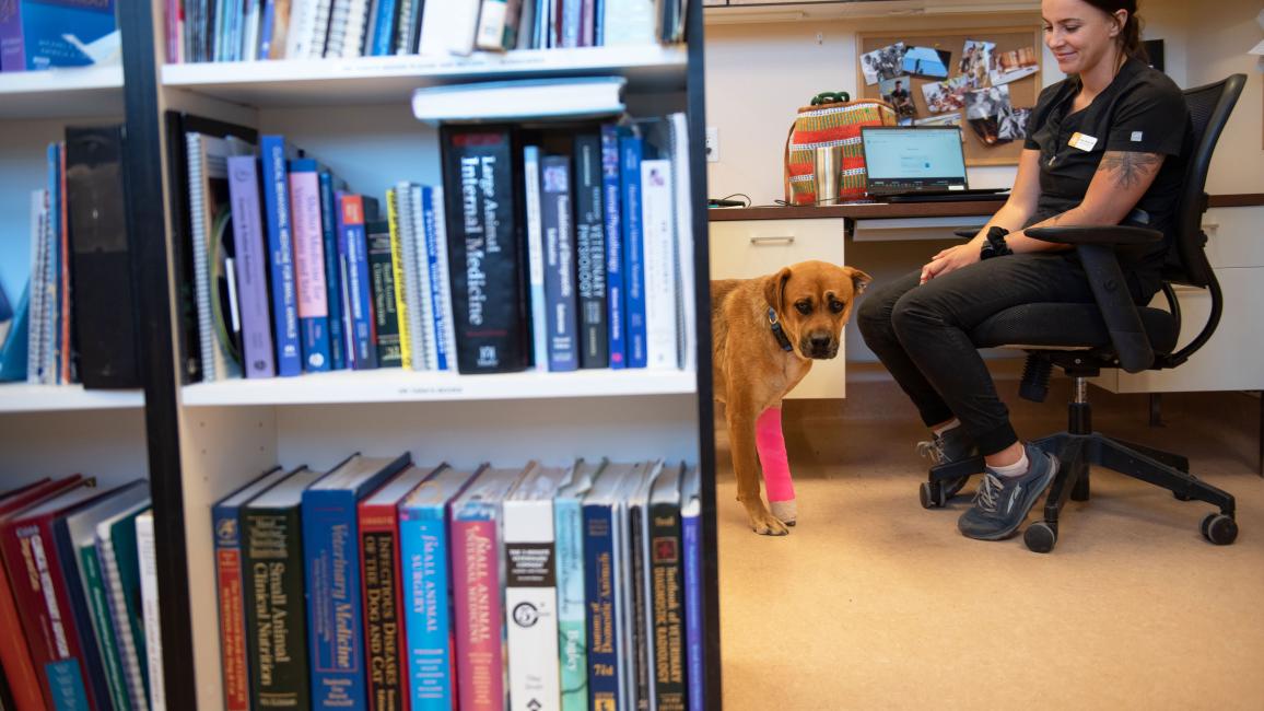 Karigan the dog with a cast on one leg behind a bookshelf next to a smiling person sitting in an office chair