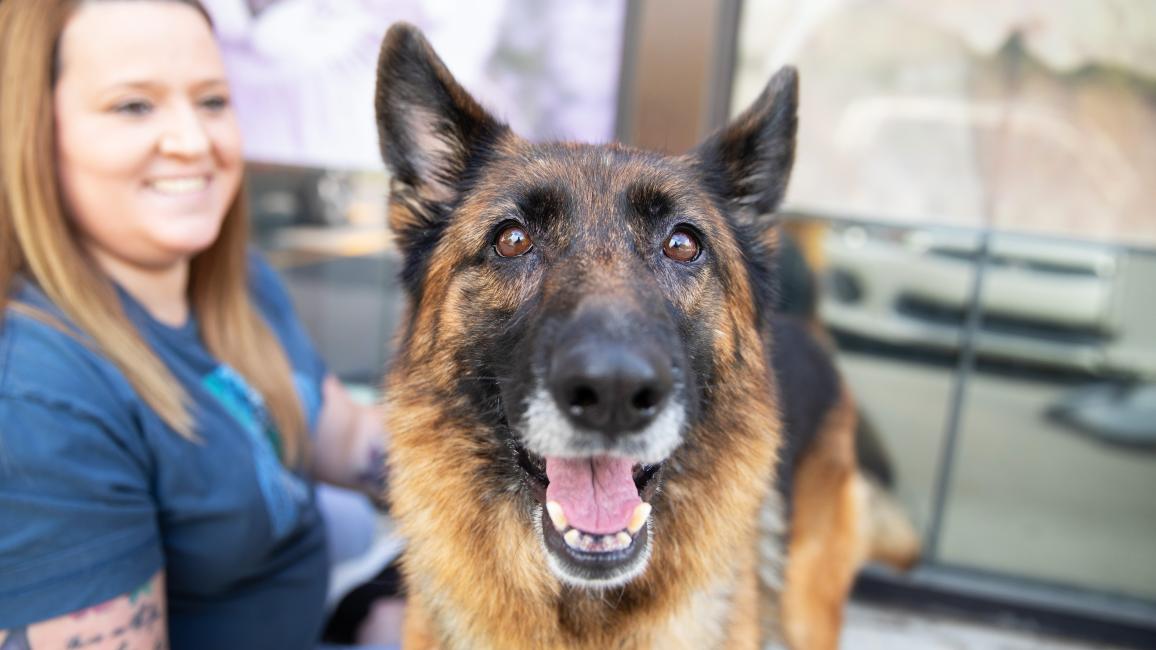 Merlot the German shepherd smiling in front of a smiling person