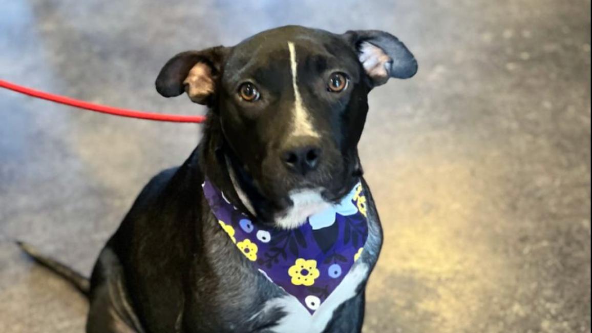 Molasses the black and white dog sitting and wearing a purple bandana with colored flowers on it
