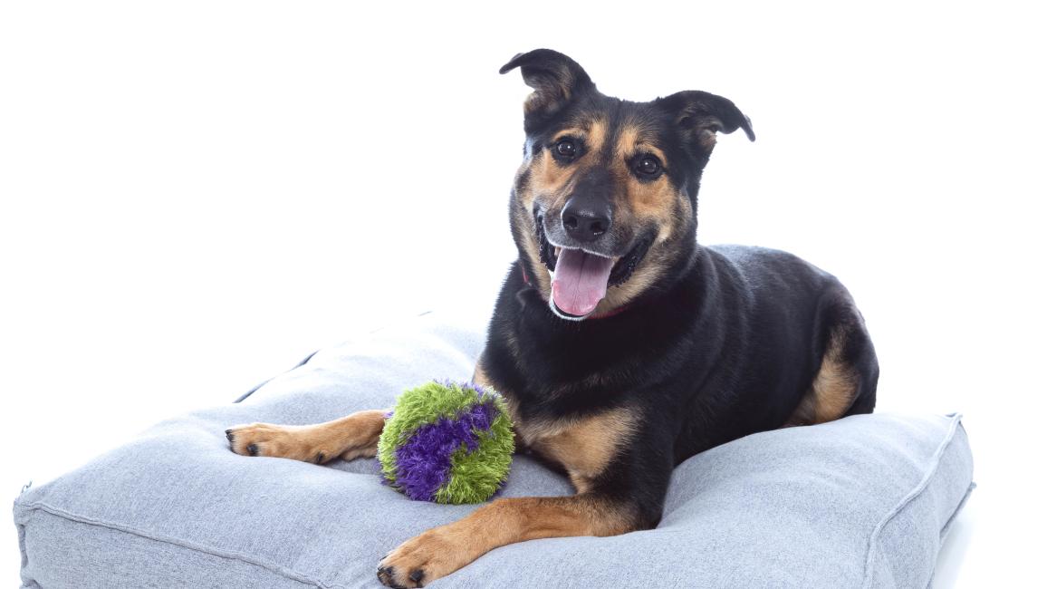 Moose the dog lying on a gray cushion with a toy between his front legs