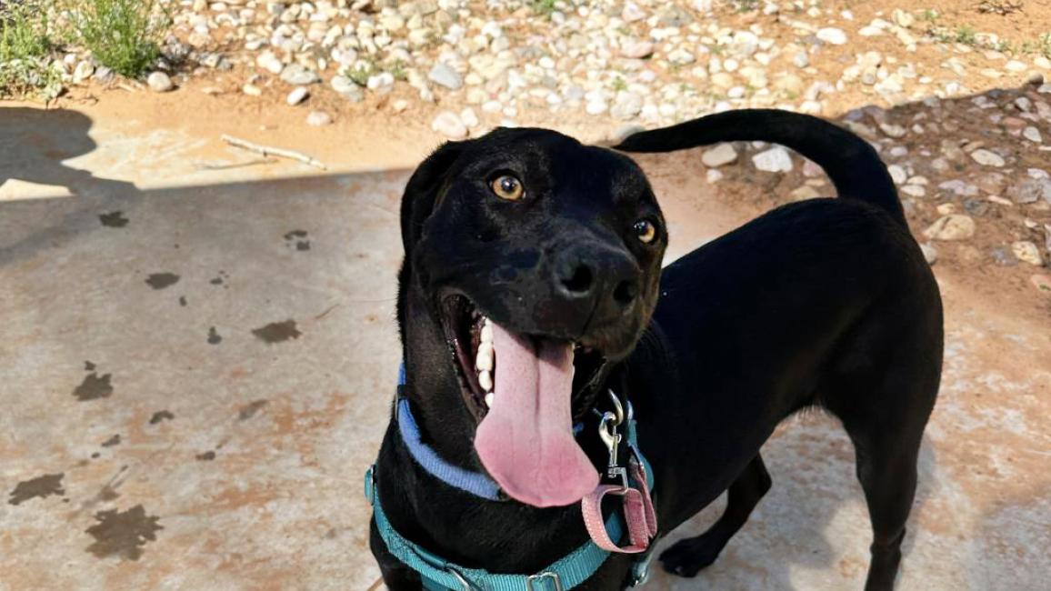 Pep the black dog, standing outside, wearing a harness, with her mouth open and big pink tongue out