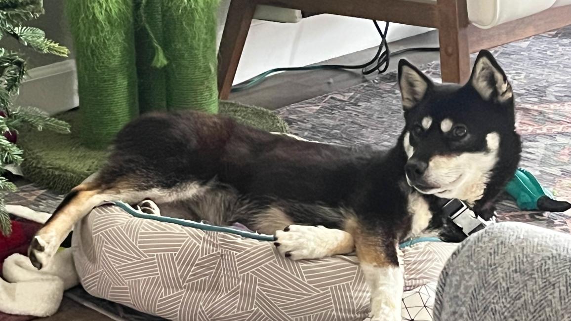 Hazel the dog lying comfortably on a dog bed in a home