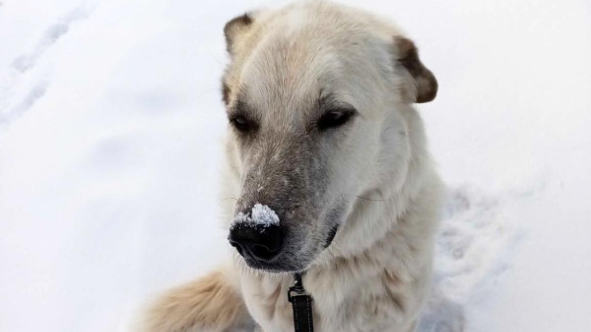 Ollie the dog on a leash in the snow, with a bit of snow on his nose