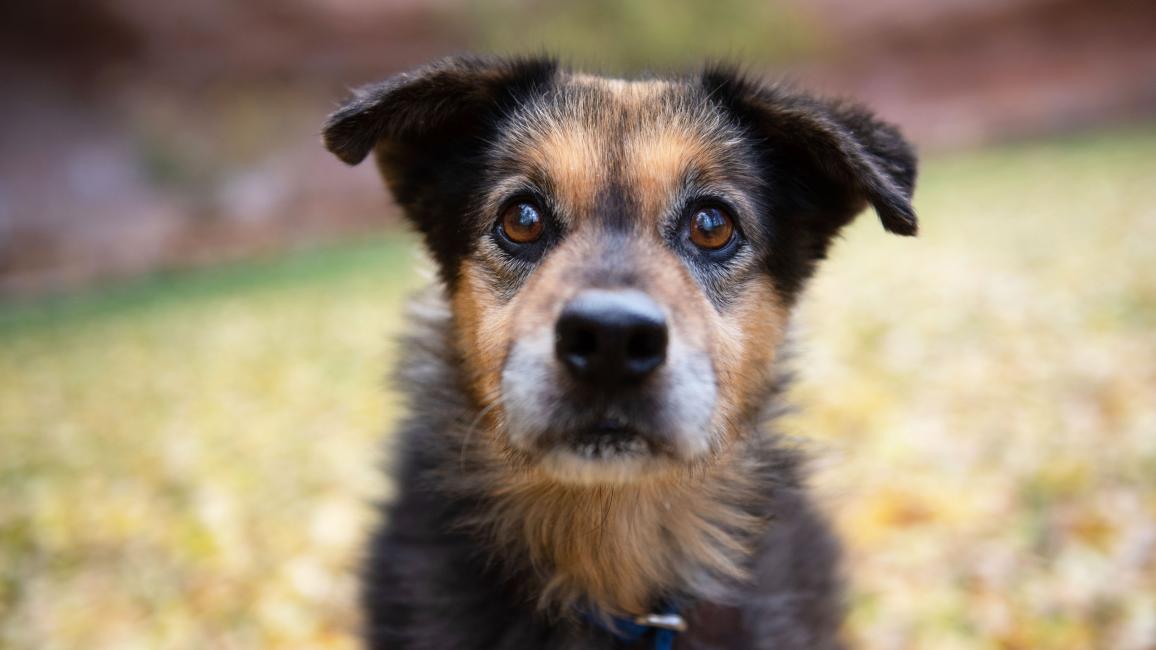 The face of Spaghetti the dog