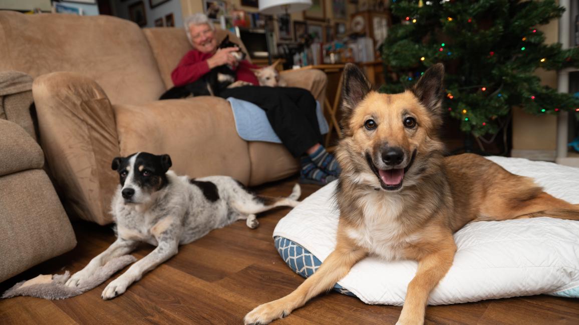 Spearmint Sally lying on a dog bed in front of a Christmas tree, a person and three other dogs
