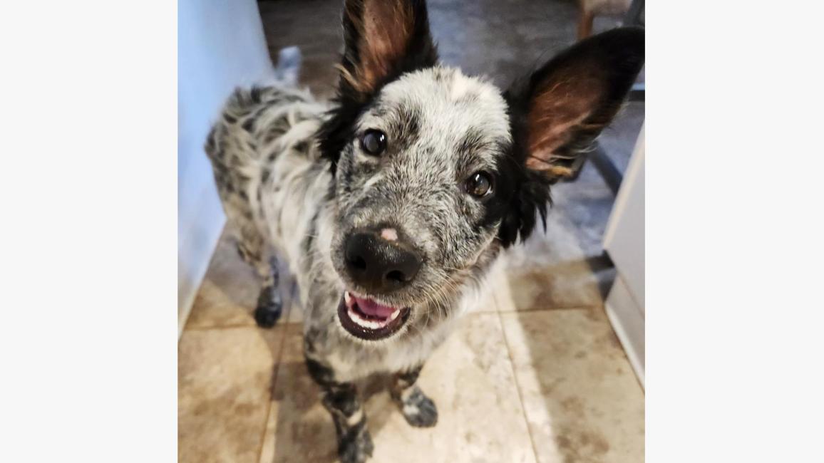 Tax the dog, looking forward with mouth open in a smile