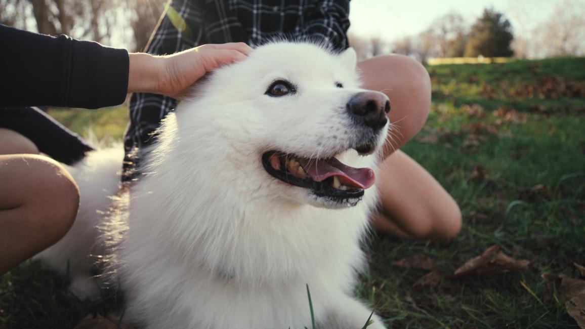 People petting a large white dog