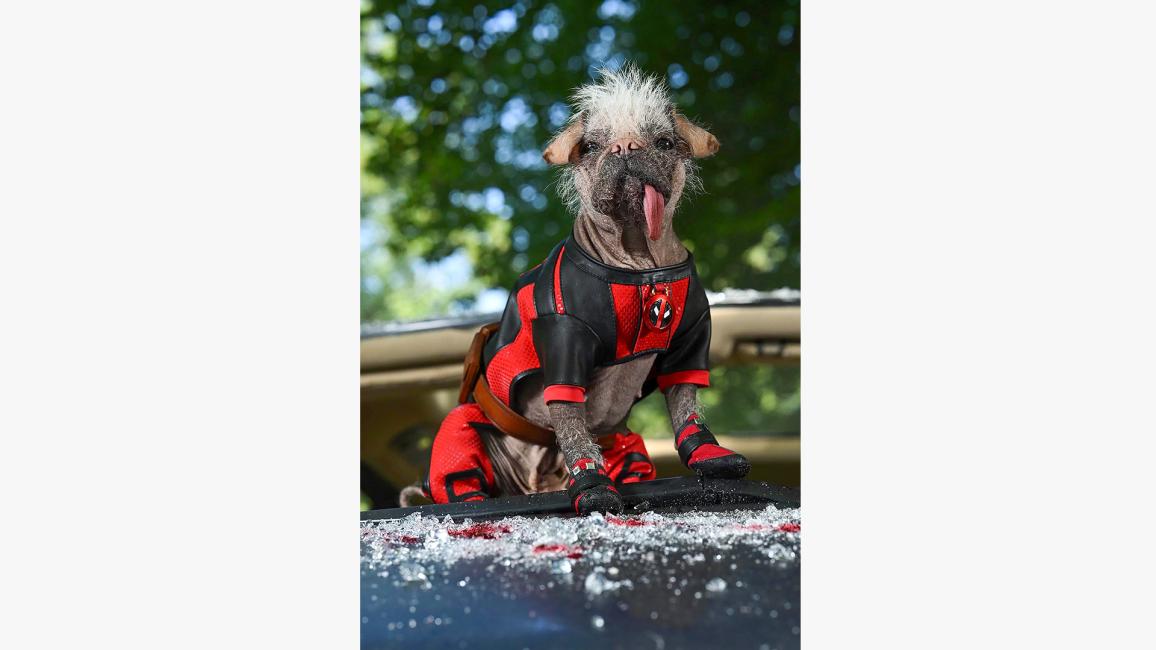 Dogpool wearing her red outfit with tongue out