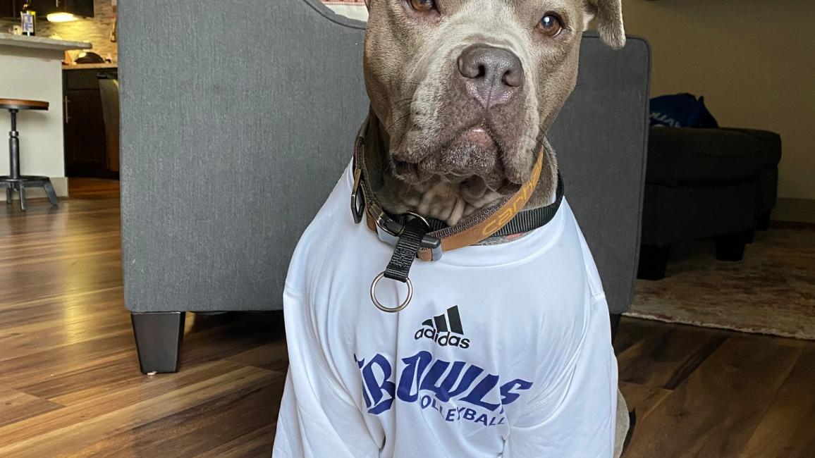 Dolly the dog wearing a sports T-shirt