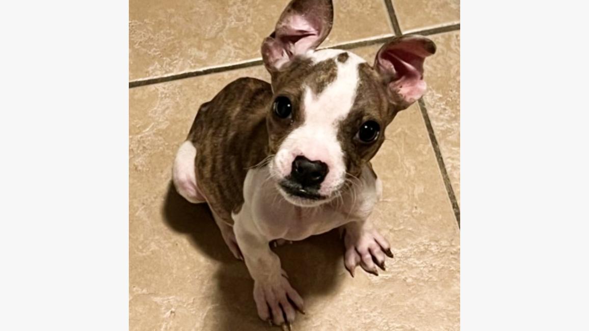 Dolly Jean the puppy looking up from sitting on a tile floor