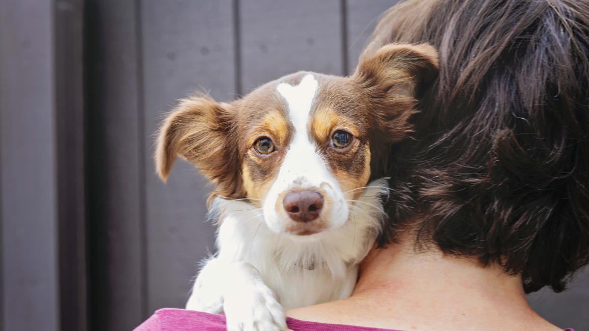 Person holding a brown and white puppy over their shoulder