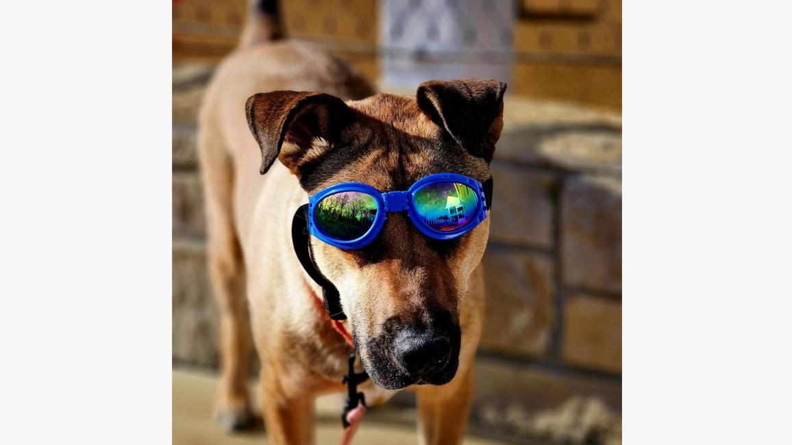 Doug the dog wearing his sunglasses