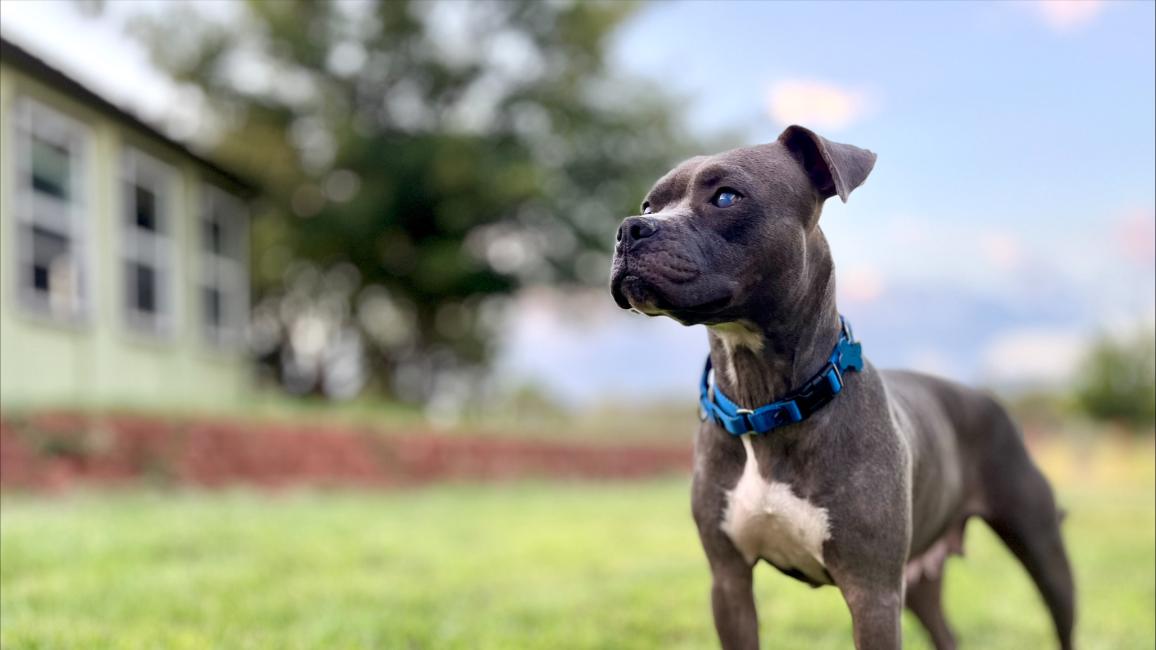 Pepper the dog outside standing on green grass beside a home