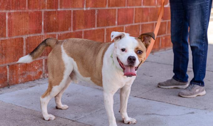 Person walking a large brown and white dog on a leash in front of a brick wall