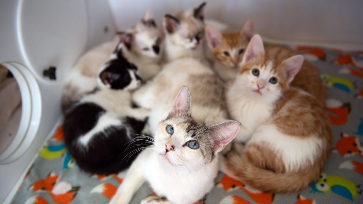 Mother cat with her five kittens on a blanket in a kennel