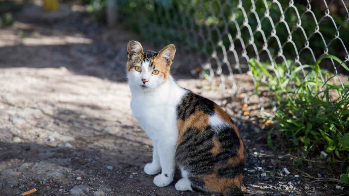 Calico community cat with ear-tip outside by a chain-link fence