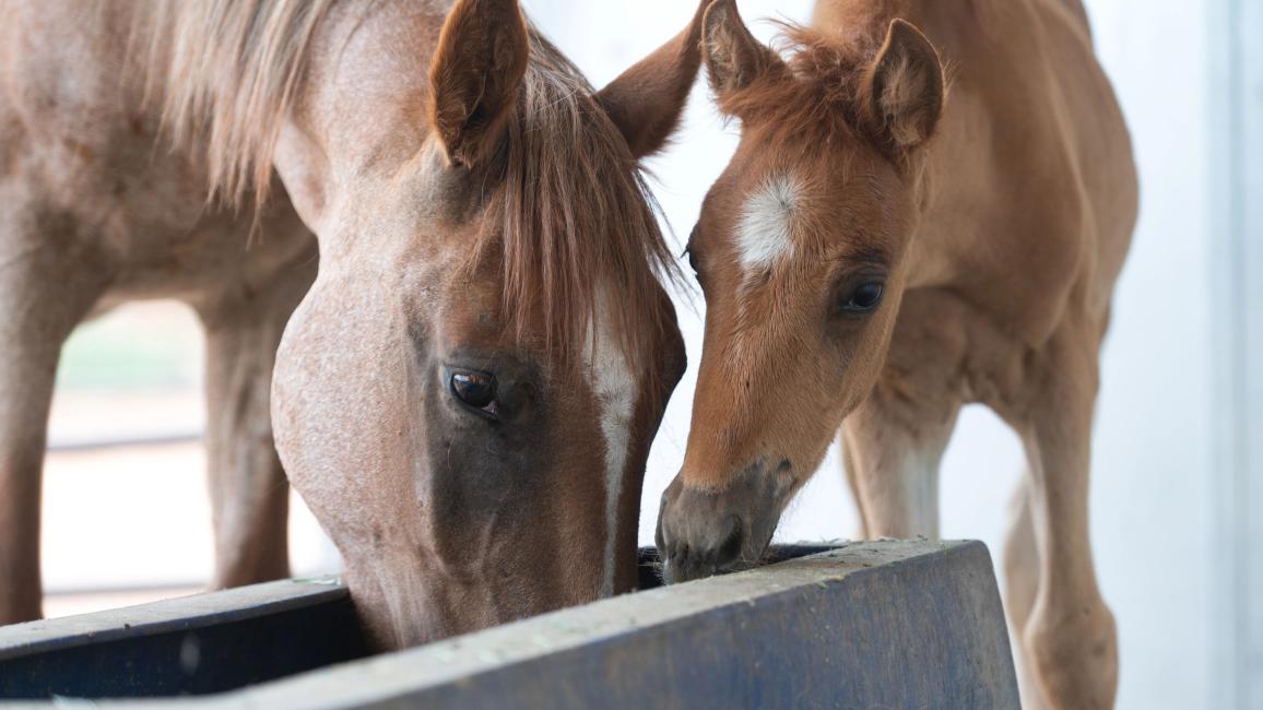 Emma Dean the mama horse eating or drinking from a trough, next to Marina her foal