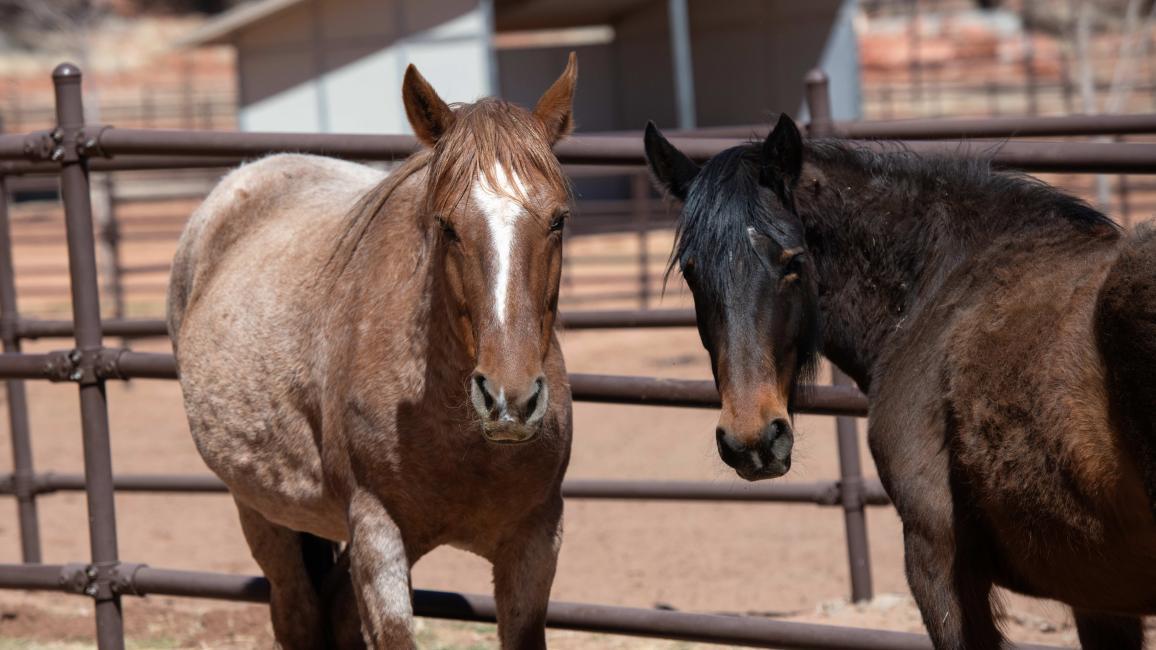 Emma and Solo the horses beside each other next to a fence