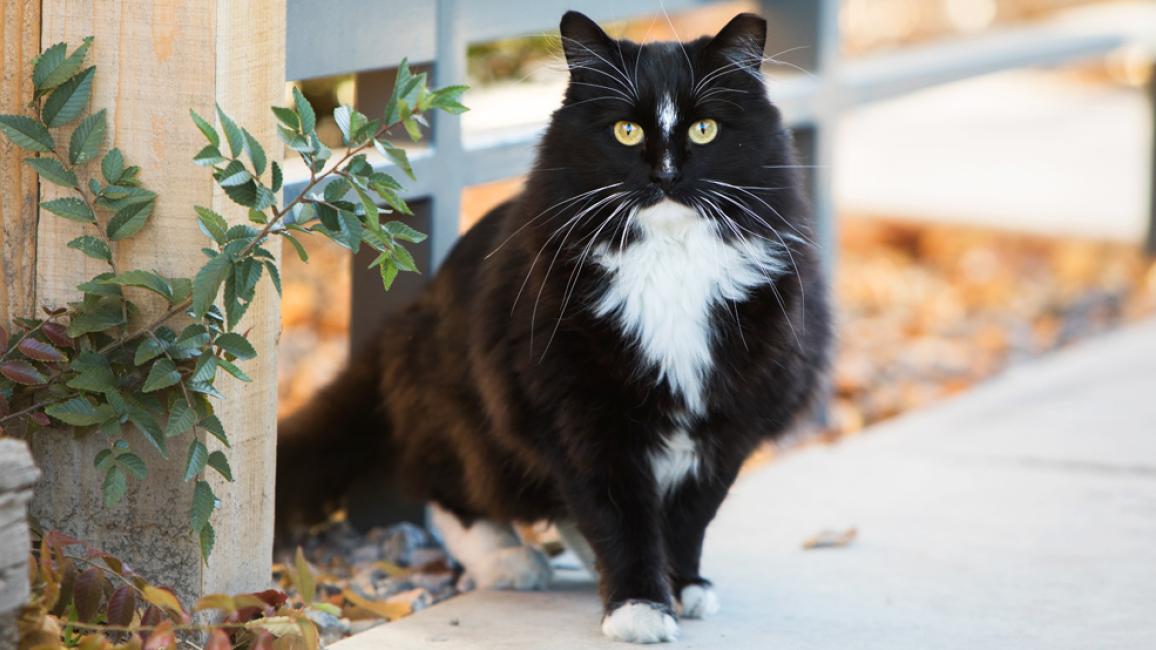 Black and white ear-tipped cat sitting outside next to a plant