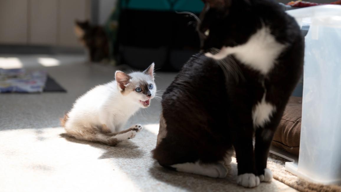 Evelyn the kitten sitting in a sunbeam meowing at a much larger black and white cat