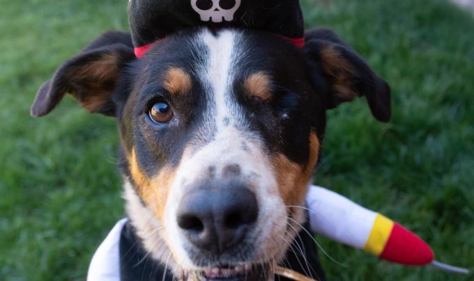 Eyesha the dog dressed as a pirate