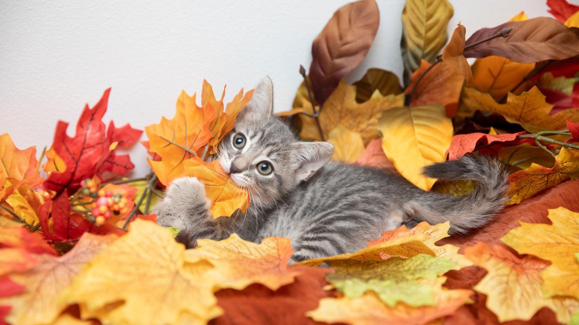 Gray tabby kitten playing in some autumn leaves