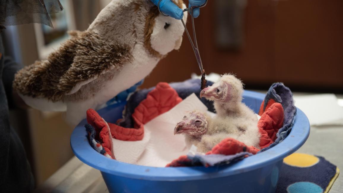 The two owlets being fed with an adult owl puppet beside them