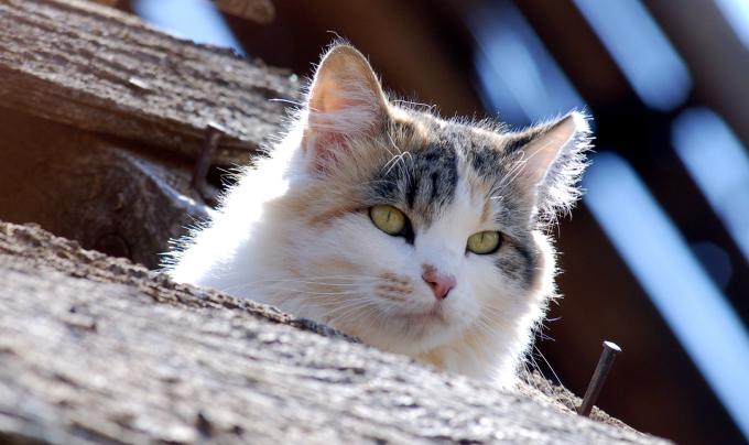 Ear-tipped community cat on a wood perch